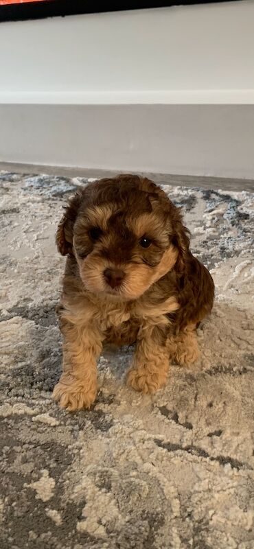 Cockapoo puppies for sale in Wolverhampton, West Midlands – 10 weeks old - Image 3 of 7