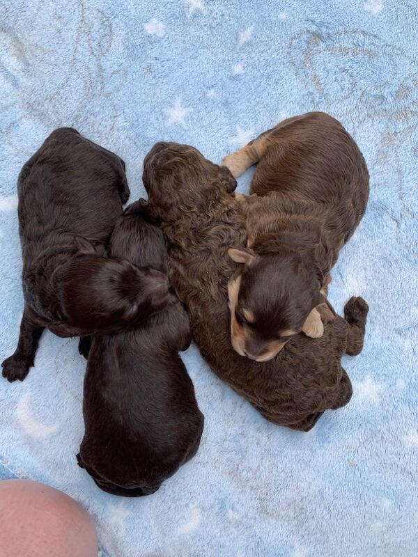 Cockapoo puppies for sale in Wolverhampton, West Midlands – 10 weeks old - Image 4 of 7