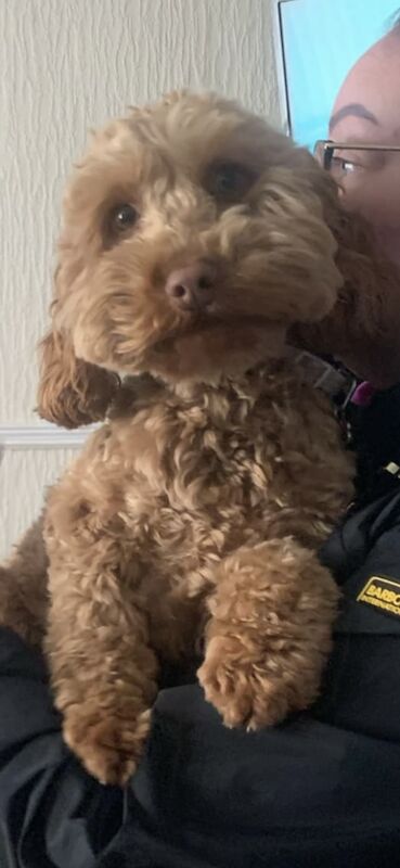 Cockapoo puppies for sale in Wolverhampton, West Midlands – 10 weeks old - Image 5 of 7