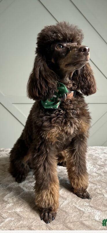 Cockapoo puppies for sale in Wolverhampton, West Midlands – 10 weeks old - Image 6 of 7