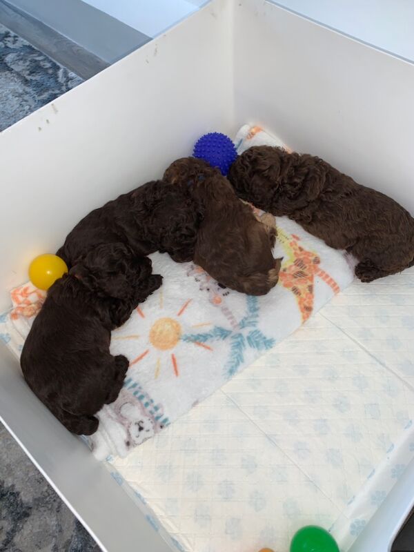 Cockapoo puppies for sale in Wolverhampton, West Midlands – 10 weeks old - Image 7 of 7