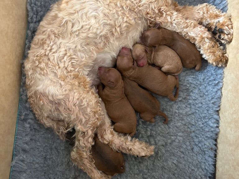 Cockapoo puppies for sale in Poole, Dorset – 1 day old