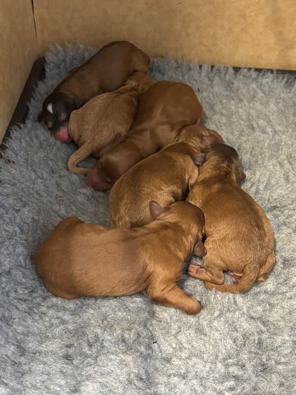 Cockapoo puppies for sale in Poole, Dorset – 3 weeks old - Image 2 of 3