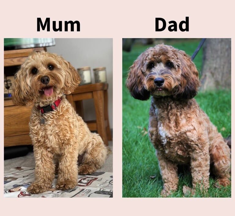 Cockapoo puppies for sale in Poole, Dorset – 3 weeks old - Image 3 of 3