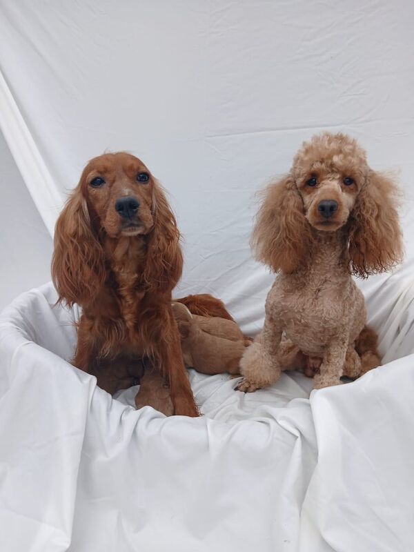 Cockapoo puppies for sale in Basildon, Essex – 4 weeks old