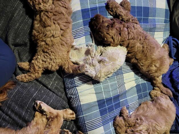 Cockapoo puppies for sale in Lincoln, Lincolnshire – 1 year old - Image 2 of 5