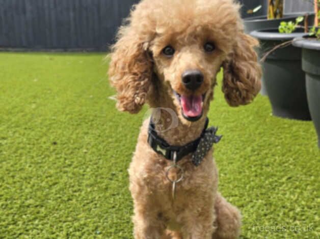 Cockapoo puppies for sale in Lincoln, Lincolnshire – 1 year old - Image 3 of 5