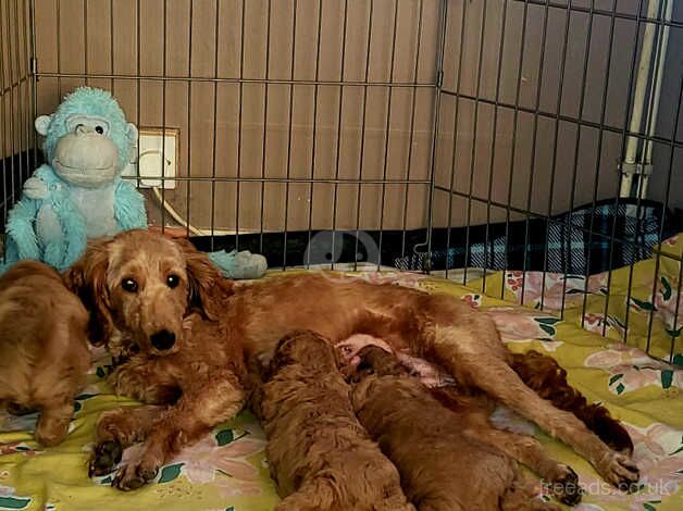 Cockapoo puppies for sale in Lincoln, Lincolnshire – 1 year old - Image 4 of 5