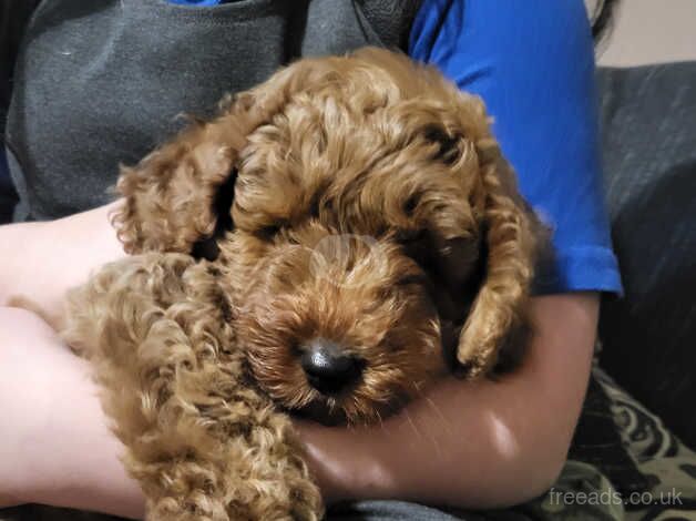 Cockapoo puppies for sale in Lincoln, Lincolnshire – 1 year old - Image 5 of 5