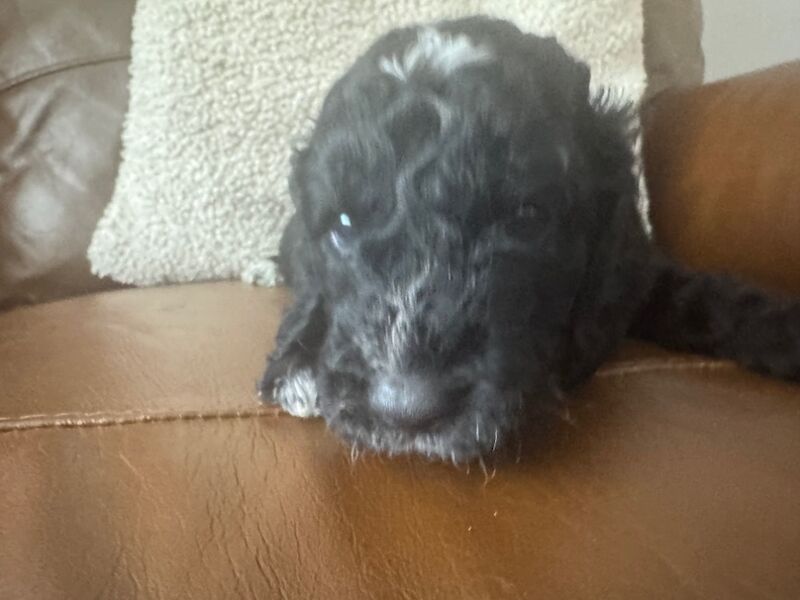 Tuxedo cockapoo puppies for sale in Stoke-on-Trent, Staffordshire