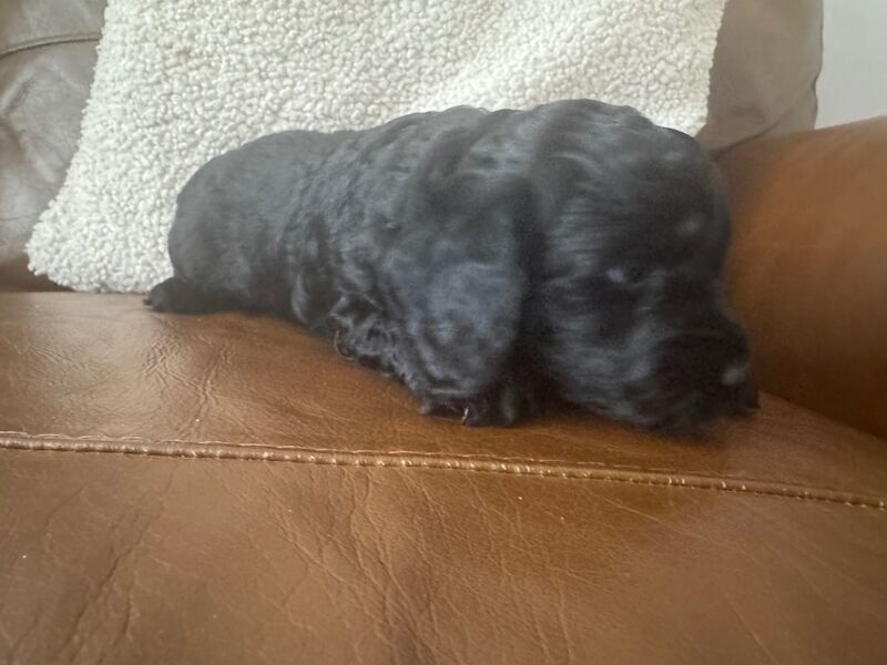 Cockapoo puppies for sale in Stoke-on-Trent, Staffordshire – 4 weeks old - Image 4 of 6