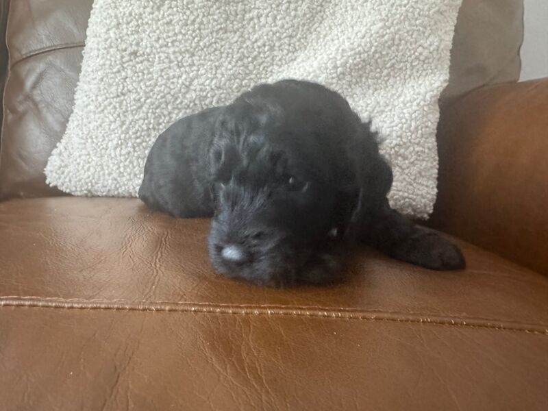 Cockapoo puppies for sale in Stoke-on-Trent, Staffordshire – 4 weeks old - Image 5 of 6