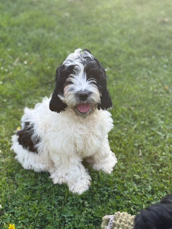TWO ADORABLE BOYS LOOKING FOR NEW LOVING HOMES for sale in Hereford, Herefordshire