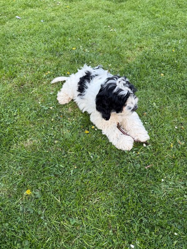 TWO ADORABLE BOYS LOOKING FOR NEW LOVING HOMES for sale in Hereford, Herefordshire - Image 2