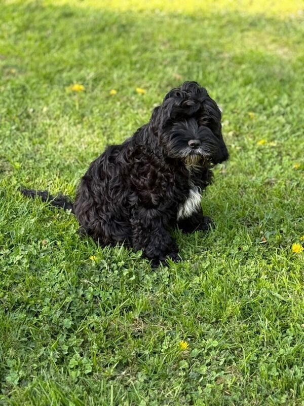 TWO ADORABLE BOYS LOOKING FOR NEW LOVING HOMES for sale in Hereford, Herefordshire - Image 3