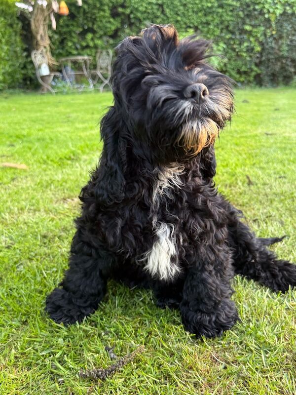 TWO ADORABLE BOYS LOOKING FOR NEW LOVING HOMES for sale in Hereford, Herefordshire - Image 4