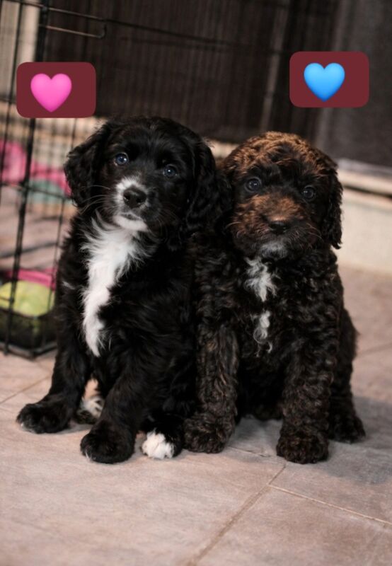 Cockapoo Puppies For Sale