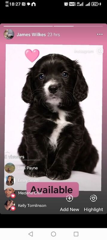 Two beautiful cockapoos - Image 2 of 7