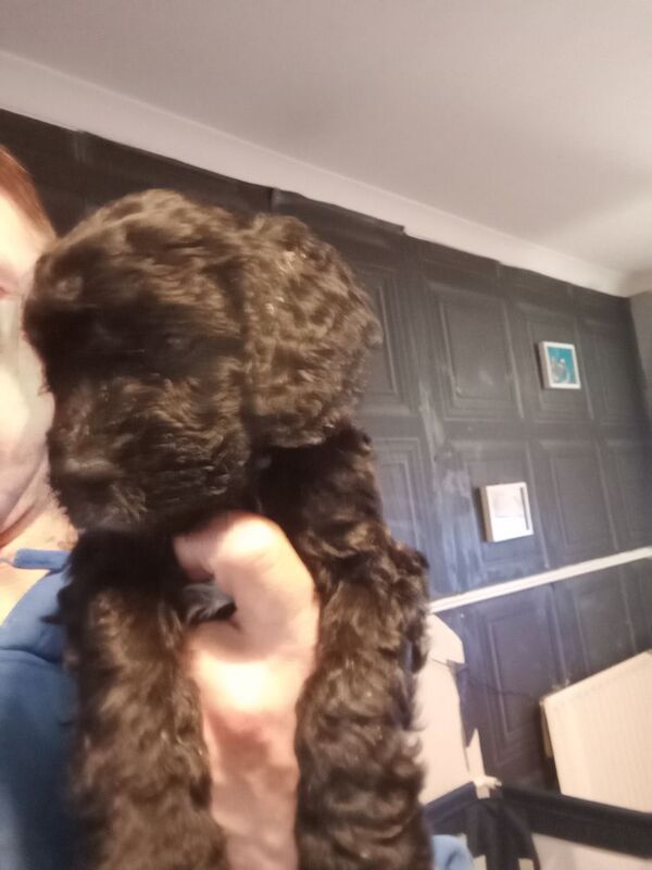 Two beautiful cockapoos - Image 3 of 7