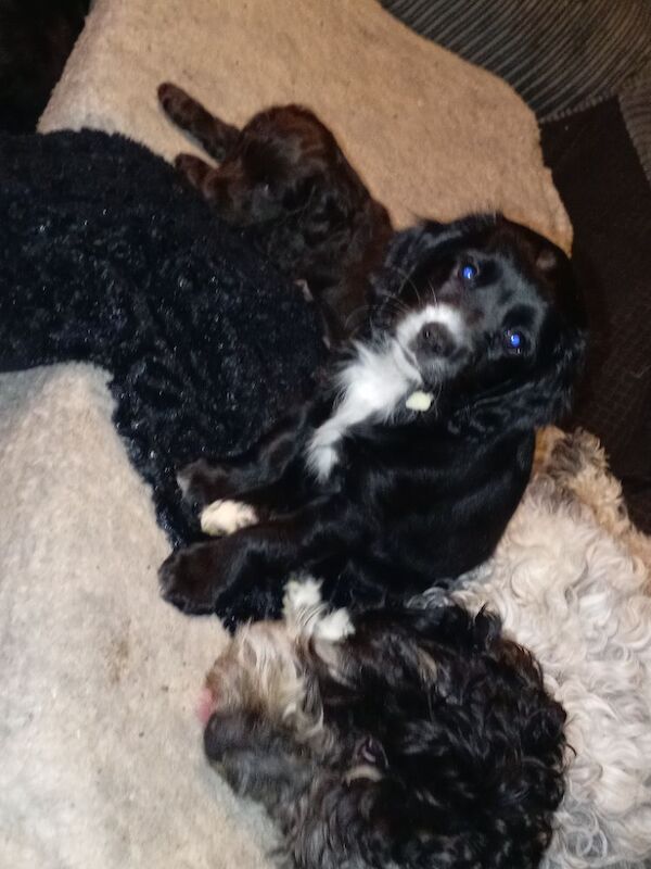 Two beautiful cockapoos - Image 4 of 7