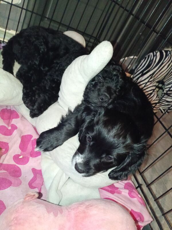 Two beautiful cockapoos - Image 5 of 7