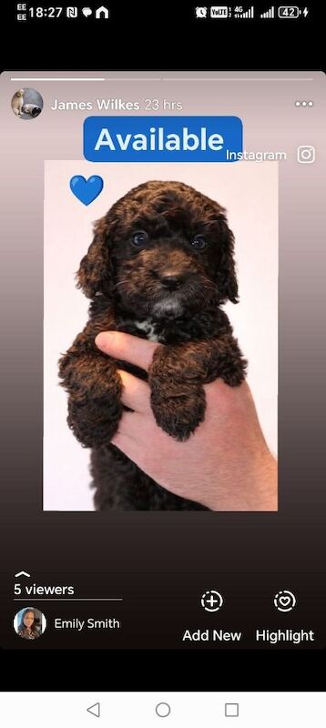 Two beautiful cockapoos - Image 6 of 7