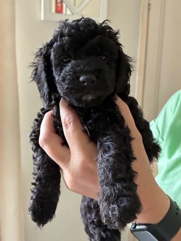 Two cockapoo male puppies for sale