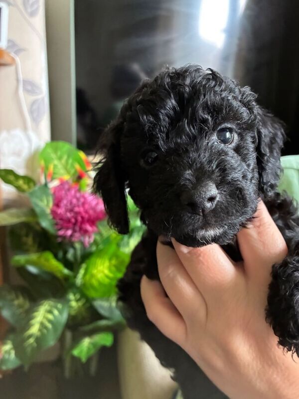 Two cockapoo male puppies for sale - Image 2 of 5