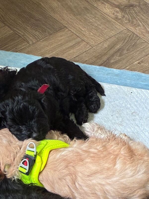 Two cockapoo male puppies for sale - Image 3 of 5