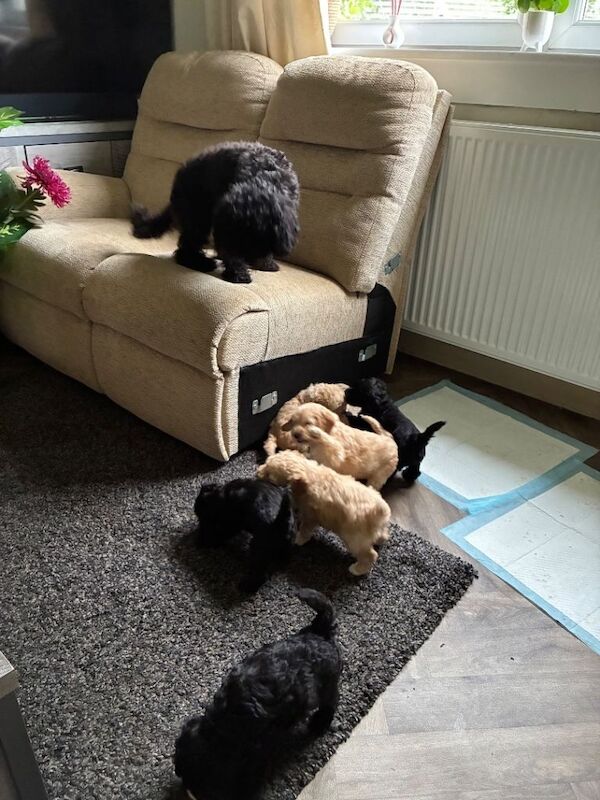 Two cockapoo male puppies for sale - Image 4 of 5
