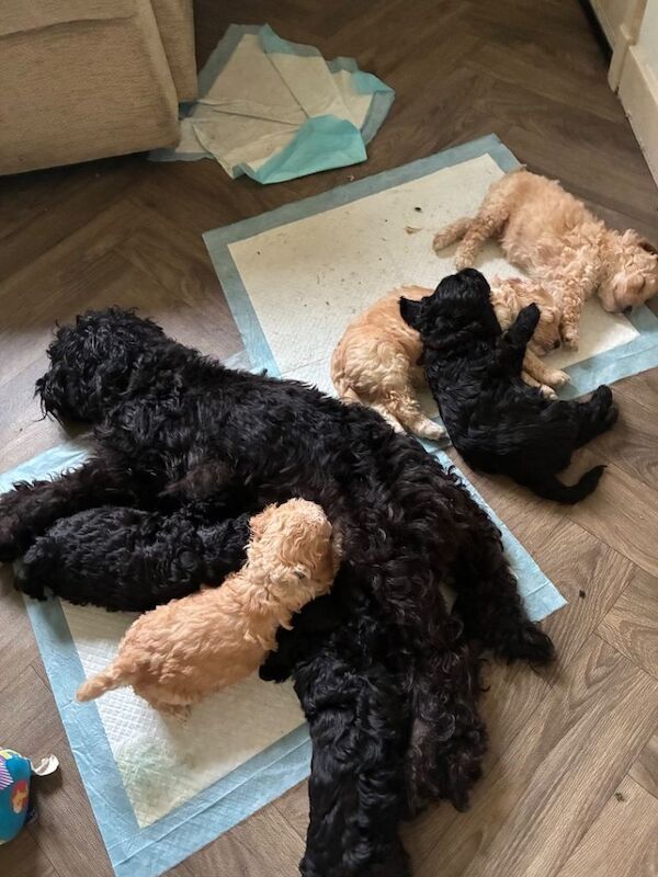 Two cockapoo male puppies for sale - Image 5 of 5