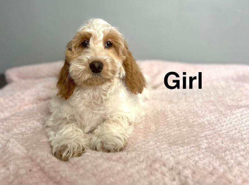 Two lovey lemon white girls ready to find a home - Image 2 of 3