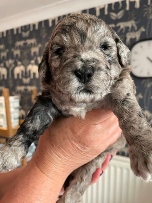 Gorgeous Unique merle F1B cockapoo pups for sale in New Romney, Kent - Image 2