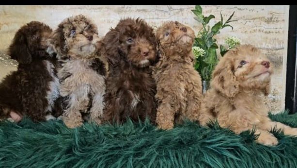Unique Quality🧸 Chocolate Merle Teddybear Show Cockapoos DNA HEALTH TESTED for sale in Heybridge, Essex | Image 3