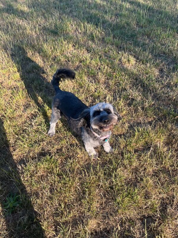 Cockapoo puppies for sale in Braintree, Essex – a few seconds old