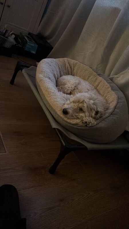 Cockapoo puppies for sale in Braintree, Essex – a few seconds old - Image 3 of 3