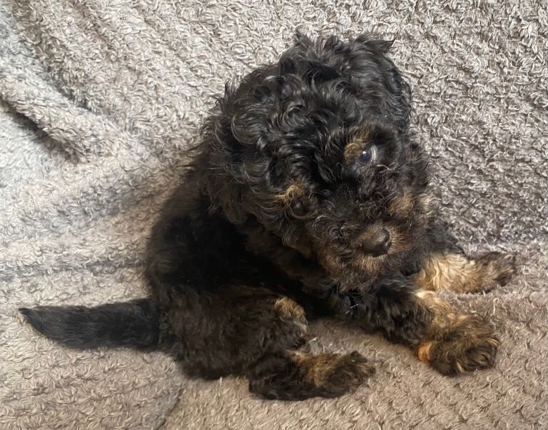 Cockapoo Puppies For Sale Under £1,000