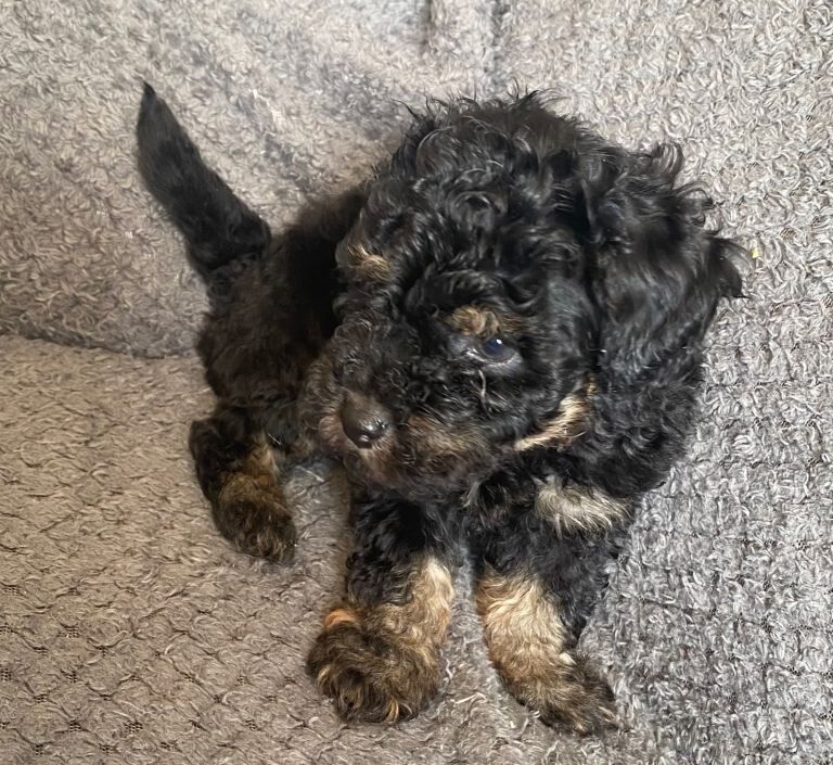 Very poodly F1B toy cockapoo pups - Image 2 of 4