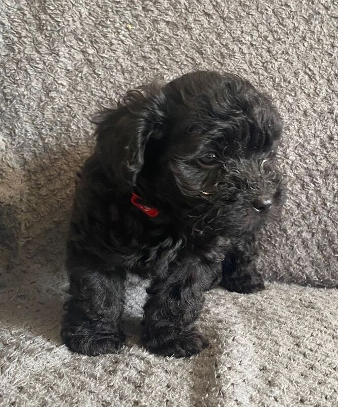 Very poodly F1B toy cockapoo pups - Image 3 of 4
