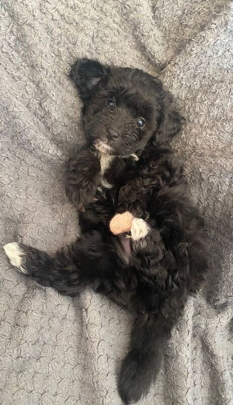 Very poodly F1B toy cockapoo pups - Image 4 of 4