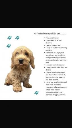 We are 15 weeks old Cockapoo puppies for sale in Alperton, Brent, Greater London