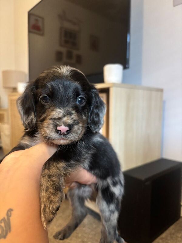 Cockapoo Puppies For Sale