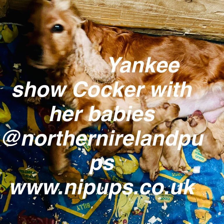 Yankee Cockapoo PRA clear