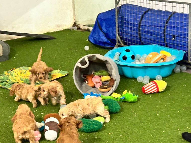 Yankee Cockapoo PRA clear - Image 2 of 6