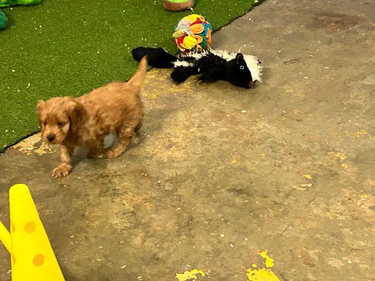 Yankee Cockapoo PRA clear - Image 3 of 6