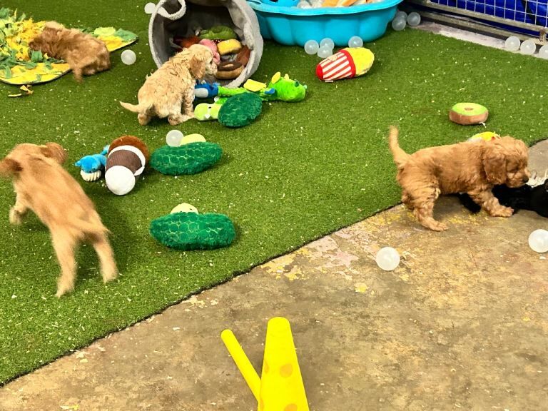 Yankee Cockapoo PRA clear - Image 4 of 6