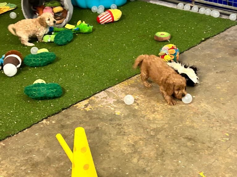 Yankee Cockapoo PRA clear - Image 5 of 6