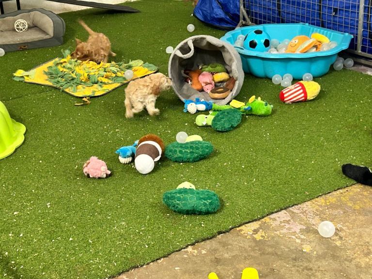 Yankee Cockapoo PRA clear - Image 6 of 6