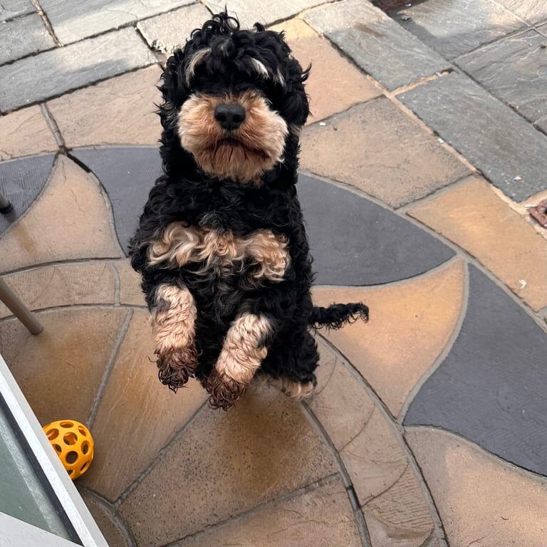Cockapoo puppies for sale in Taunton, Somerset – 3 years old