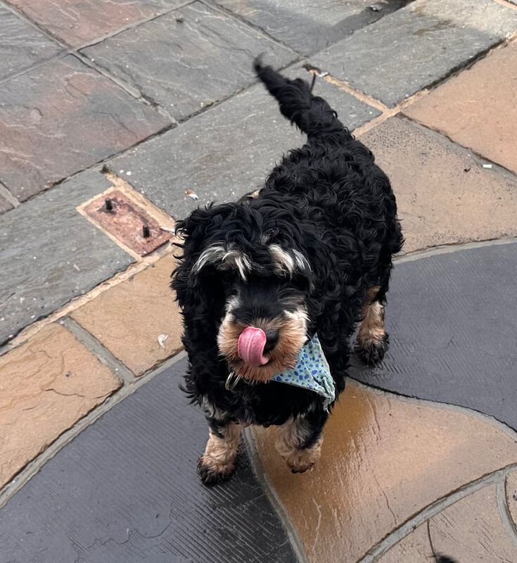 Cockapoo puppies for sale in Taunton, Somerset – 3 years old - Image 2 of 3